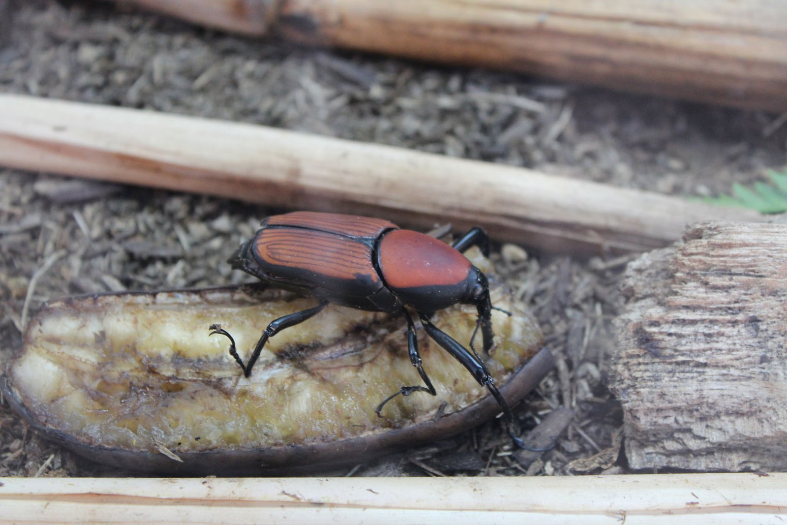 San Diego Zoo Part II 043